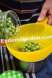Grønne tomater i eddike - (grønne) Vi dråber tomaterne
