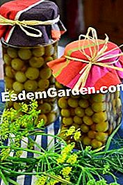 Grønne tomater i eddike - (tomaterne) Kutting ældre blomster