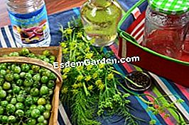 Grønne tomater i eddike - (grønne) ingredienser