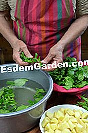 Grillet kalvekød med dragon og dens tetragonpuré - (tetragonpuré) ingredienser
