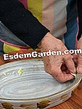 Oca dari Peru, ham negara, keju - (peru) Memasak acuan