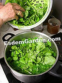 Crêpes fyldt med creme af cress - (creme) Madvandring