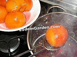 Ferskner med rosmarin sirup - (ferskner) Ferskner med rosmarin sirup: ferskner
