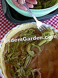 Pai epal rhubarb - (minit) penyingkiran rhubarb