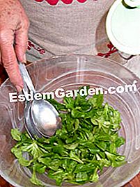 Lempeng kentang dan salad salad - (salad) Musim kambing dengan vinaigrette