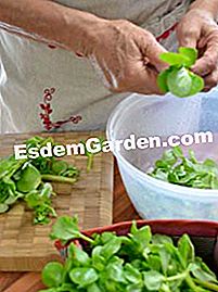 Ensalada de verdolaga y remolacha con mollejas de pato en conserva - (ensalada) Purslane: preparación de la hoja