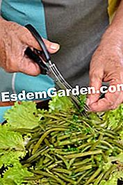 Salata de salata cu pepene galben - (salata) Salata de salata cu pepene galben: pepene