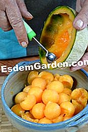 Ensalada de camarones con melón - (ensalada) Ensalada de camarones con melón: camarones