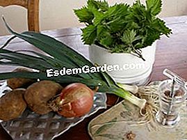 Zuppa di germogli di ortica - (zuppa) Ingredienti per la zuppa di ortica