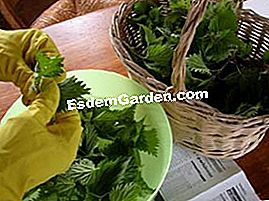 Zuppa di germogli di ortica - (ortiche) Rimozione foglia e pulizia dell'ortica