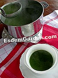 Zuppa di germogli di ortica - (ortiche) Servizio di zuppa di ortica selvatica