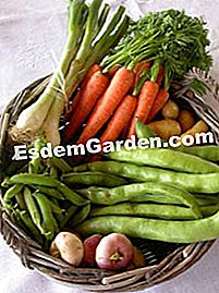 Guiso de verduras jóvenes - (jóvenes) Ingredientes para guiso de verduras jóvenes