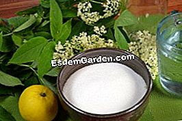 Sirap Elderberry - (sirap) bahan-bahan