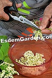 Sirap Elderberry - (kemudian) Memotong bunga tua