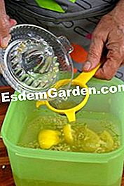 Sirap Elderberry - (gula) Menambah jus lemon organik