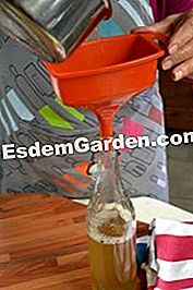 Sirap Elderberry - (elderberry) Mengisi botol
