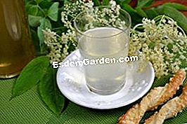 Sirap Elderberry - (elderberry) Kaca sirap elderberry dengan air