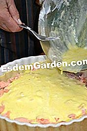 Salmon endif dan salmon - (endif) Melemparkan peranti pada pengisian endemik - salmon