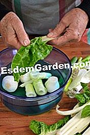 Verdure spagnole - (minuti) Verdure spagnole: fagioli