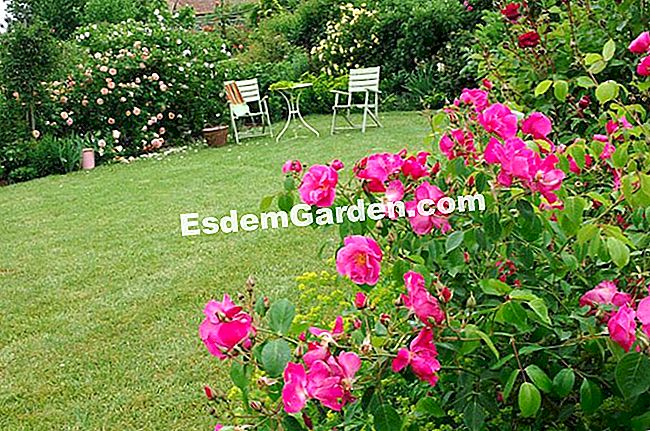 Ein schöner Rasen - (Vögel) F.Marre - EsdemGarden - Roquelin Garten
