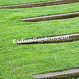 Gyep: animáljon egy füves területet ültetvényekkel - hogy F. Marre - esdemgarden.com- Békekert (Bitche)
