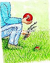 Cortar el césped - (para) Eliminar las ramas muertas y los guijarros