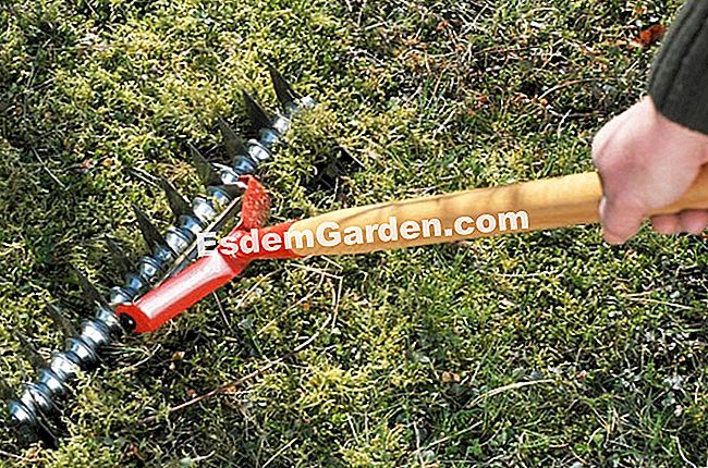 草の擦り傷：苔を取り除く