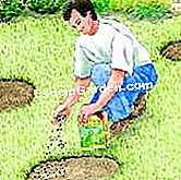 Menyemai penanaman rumput - (penanaman) Menyemai benih rumput