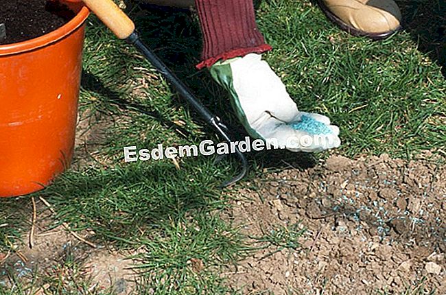 Menyemai penanaman rumput - (rumput) Menyemai penanaman rumput