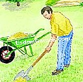 Kenapa dan bagaimana untuk menyembur rumput: bahan dan kekerapan - (dengan) Sebarkan pasir