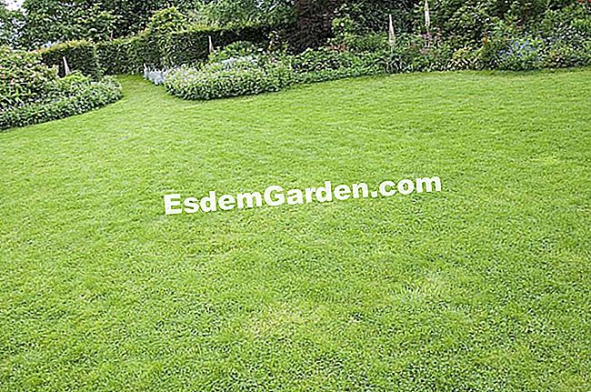 Kenapa dan bagaimana untuk menyembur rumput: bahan dan kekerapan - (bagaimana) F.Marre - EsdemGarden - The Pinard Wood - Marie Marcat