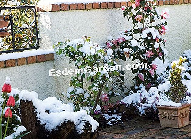 Tarde cadute di neve - (della) Camelia, tulipani innevati ed erica su una terrazza - F. Marre - EsdemGarden