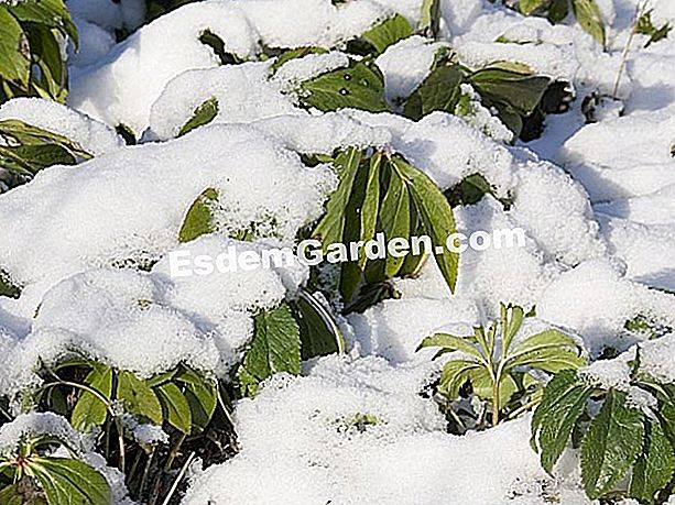 Cum plantele se luptă împotriva înghețării? - (împotriva) Hellebore sub zăpadă