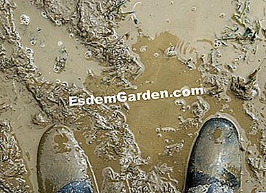 Césped: desfiles contra inundaciones en el jardín - (después) El daño de la lluvia en el jardín: consejos para protegerlo de las inundaciones