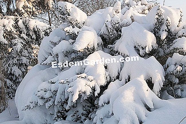 Die Metamorphosen des Schnees - (diese) Schnee im Garten.