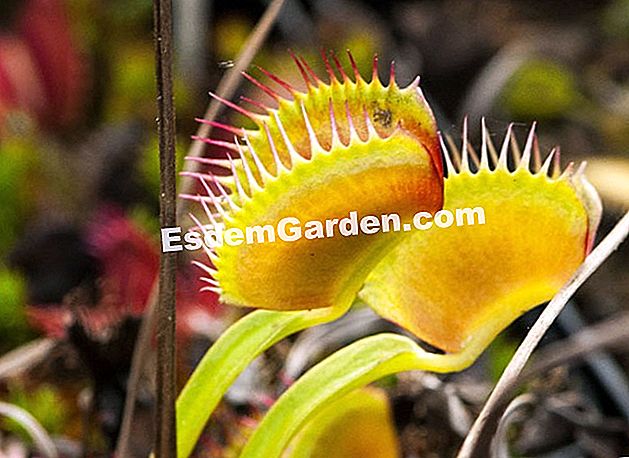 Memudaratkan dionée: gerak isyarat dan kaedah - (kaedah) Dionaea