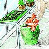 Kaladiumo žiemos poilsis: metodai ir veiksmai - poilsis Caladium: puodą padėkite žiemą