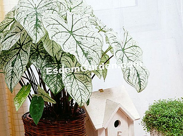 Kaladiumo žiemos poilsis: metodai ir veiksmai - Caladium Caladium, rausva lapija balta