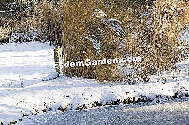 Minggu ketika Perancis bersorak! - (Perancis) F. Marre - EsdemGarden - Jardin la Grenouillère