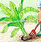 Perlindungan musim sejuk pisang: gerak isyarat dan kaedah - (sejuk) Keluarkan pokok pisang