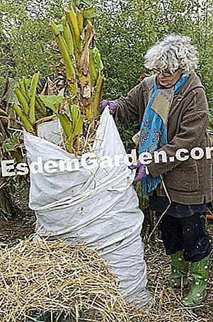 Perlindungan musim sejuk pisang: gerak isyarat dan kaedah - (pisang) Melindungi pisang pada musim sejuk - F. Marre - EsdemGarden - Pinard Wood - Marie Marcat