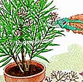 Memudaratkan oleander: kaedah dan isyarat yang baik - (baik) Cahaya oleander - EsdemGarden