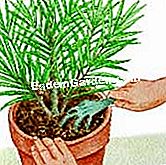 Memudaratkan oleander: kaedah dan isyarat yang baik - (sejuk) Cakar tanah oleander - EsdemGarden