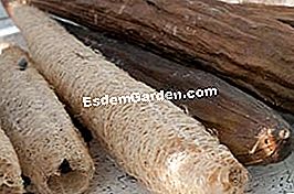 Loofah, loofah, lufah atau spons sayuran - (yang) Loofah dikeringkan