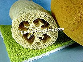 Loofah, loofah, lufah atau spons sayuran - (sayuran) Loofah Sponge