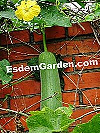 Loofah, loofah, lufah atau span sayur-sayuran - (sayur-sayuran) Squash of Loofah aegyptica menolak