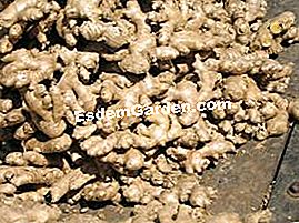 Cum rămâne cu produsele ecologice importate? - (produsele) Ghimbir organic?