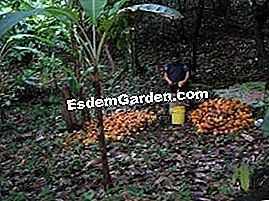 Cum rămâne cu produsele ecologice importate? - (produsele) Recoltă de cacao în America Centrală