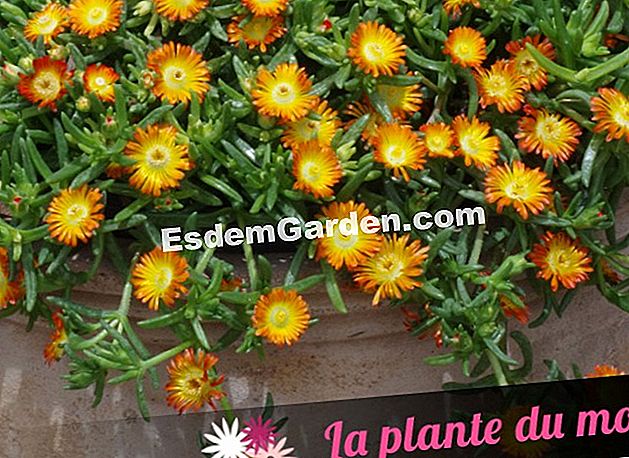 Persatuan dengan Wheels Wonder of 'Wonder Orange' - (Wonder) Roda Delosperma Wonder 'Orange Wonder'