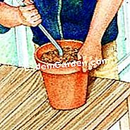 Formación en cascada de crisantemo - (crisantemo) Plantar los esquejes